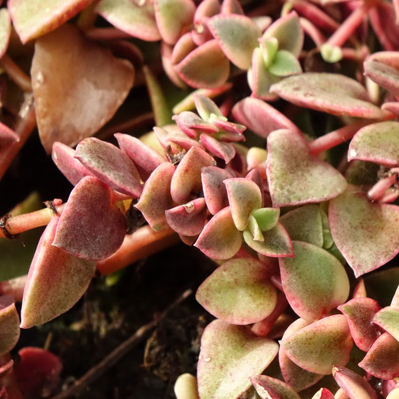 Crassula Desert Diamond - Jadeplant (Foliage)