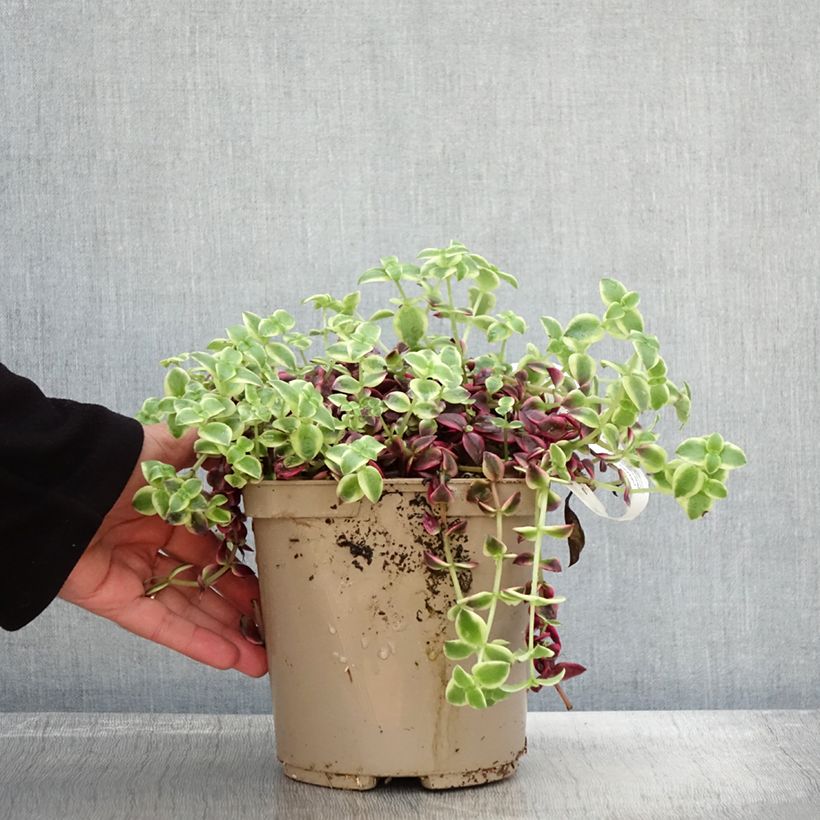 Exemplaar van Crassula Desert Diamond Pot de 3L/4L zoals geleverd in de herfst