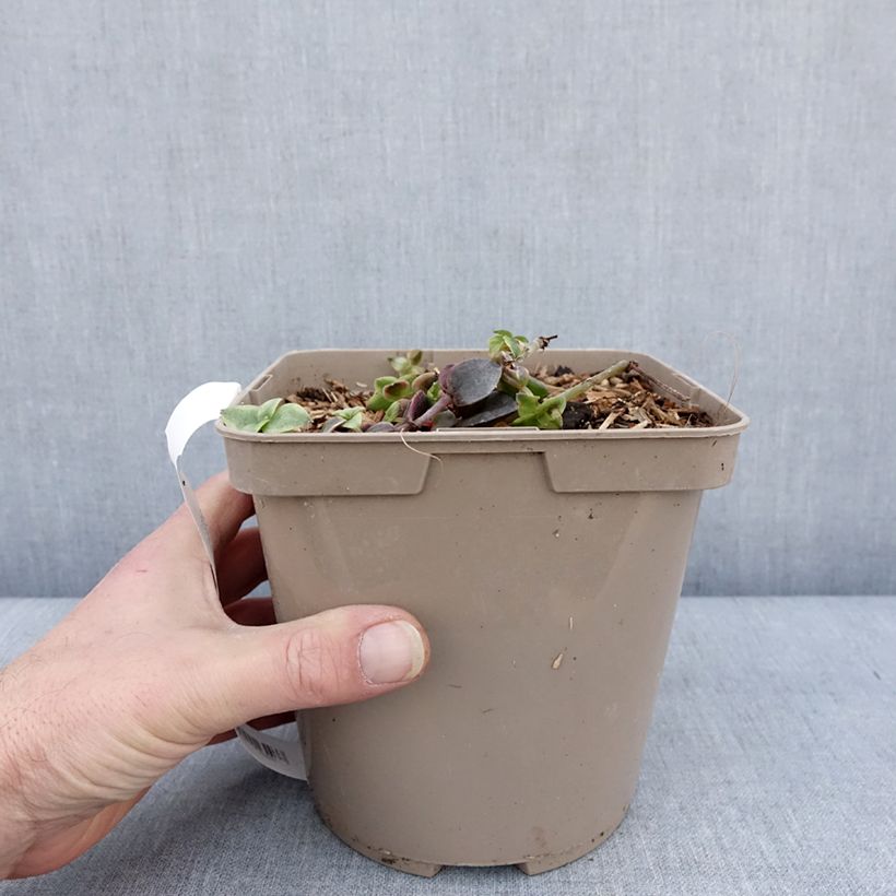Example of Crassula Desert Diamond Pot van 3 l/4 l as you get in hiver
