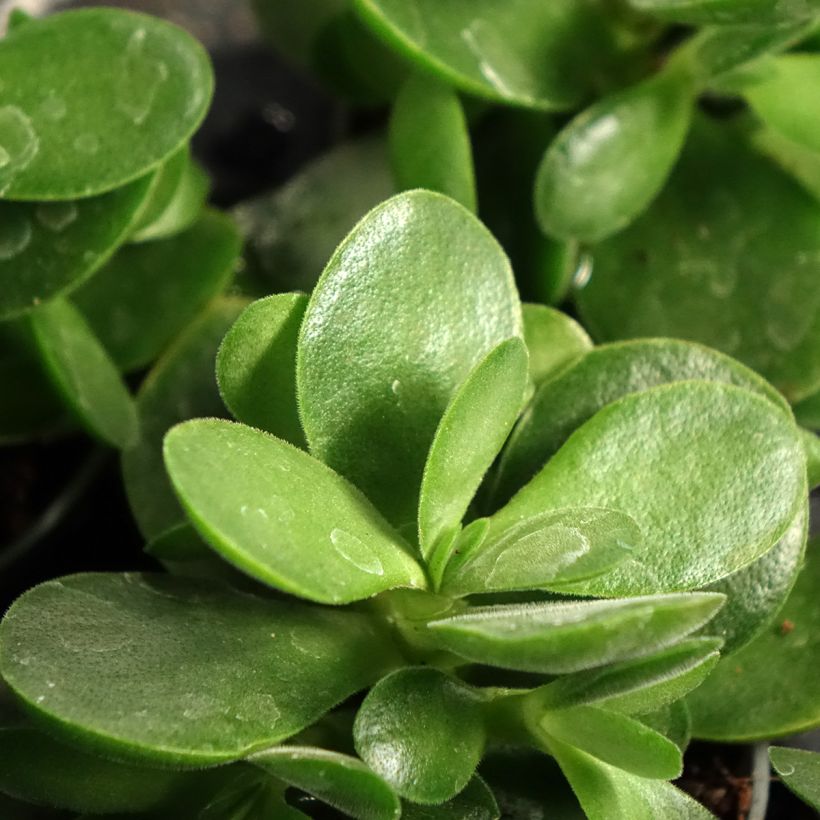 Crassula Money Maker - Jadestruik (Blad)