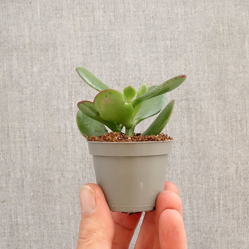 Exemplaar van Crassula ovata - Jadeplant Mini-kamerplanten zoals geleverd in de lente