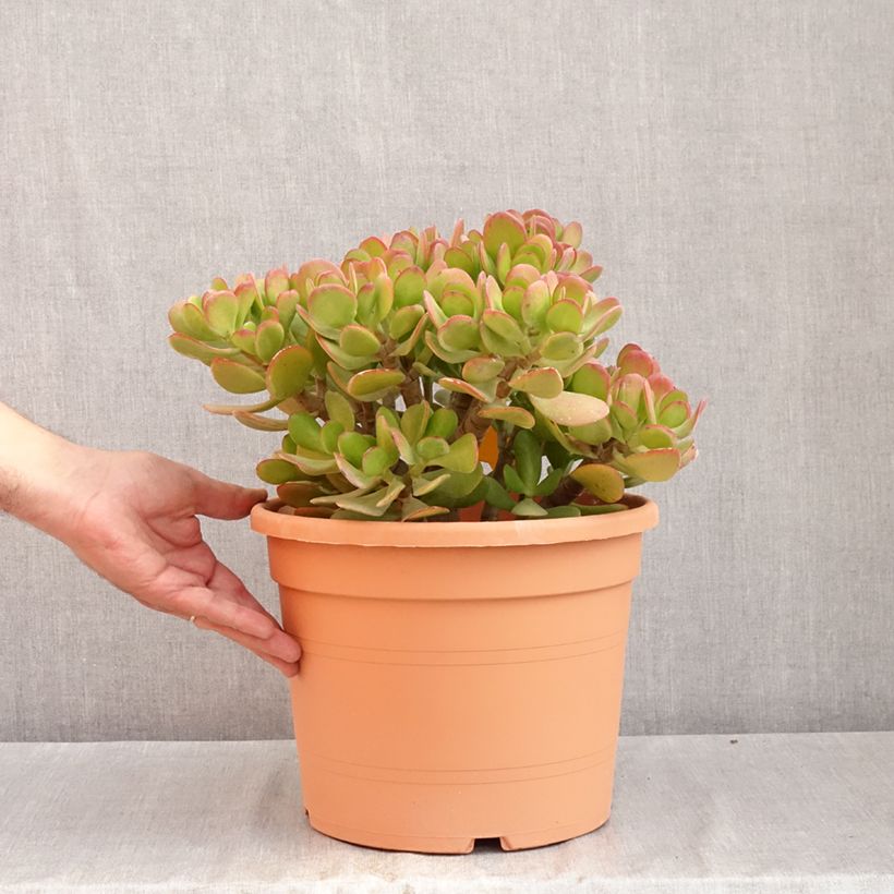 Example of Crassula ovata - Arbre de Jade Pot van 7,5 l/10 l as you get in ete