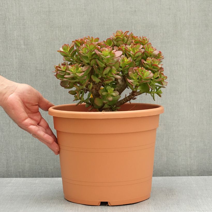 Exemplaar van Crassula ovata - Jadeplant Pot van 7,5 l/10 l zoals geleverd in de lente