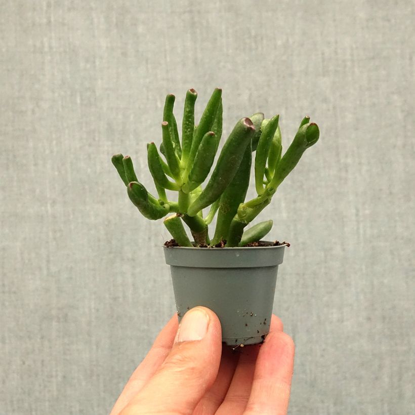 Exemplaar van Crassula ovata Gollum - Jadeplant Mini-kamerplanten zoals geleverd in de lente