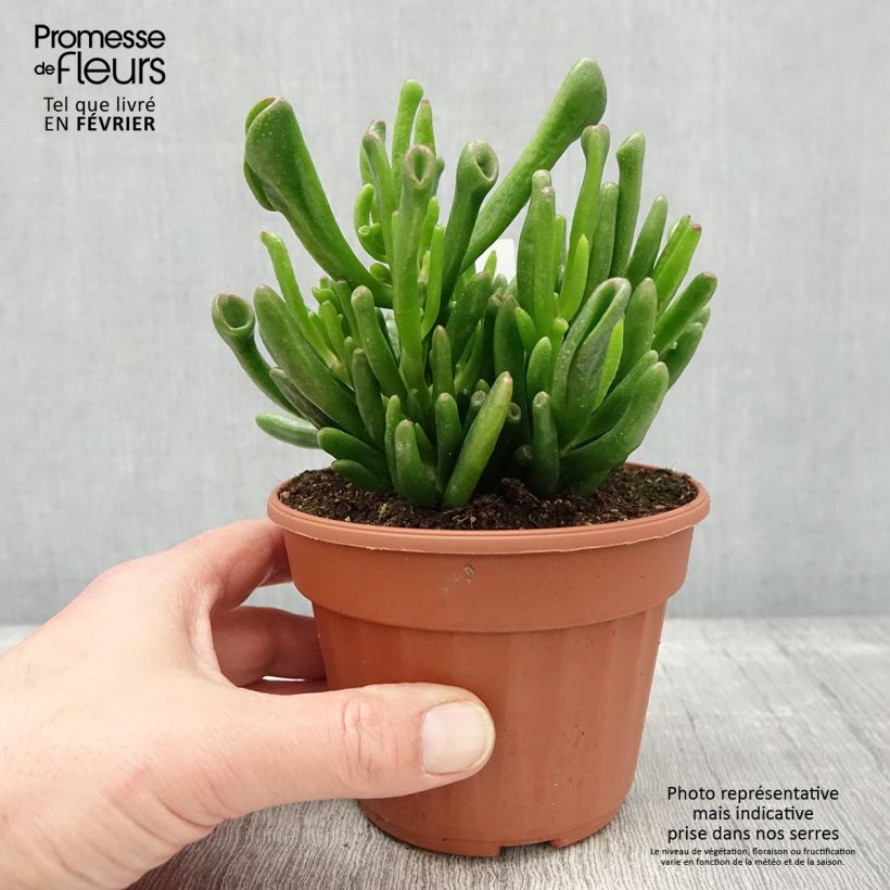 Example of Crassula ovata Hobbit Pot van 12 cm / 13 cm as you get in hiver