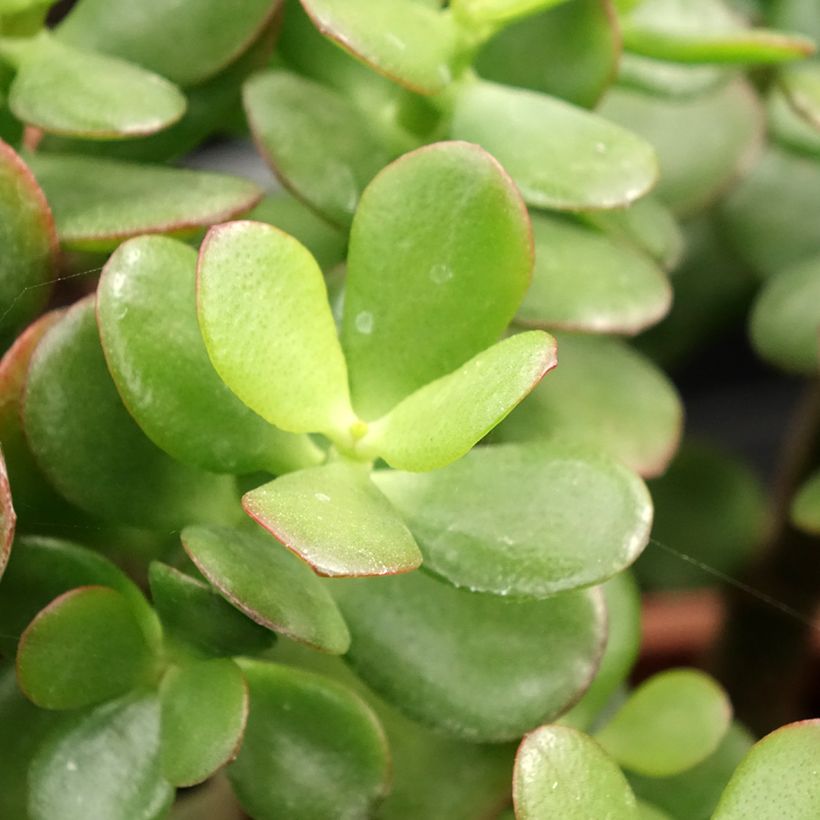 Crassula ovata Minor - Jadeplant (Blad)
