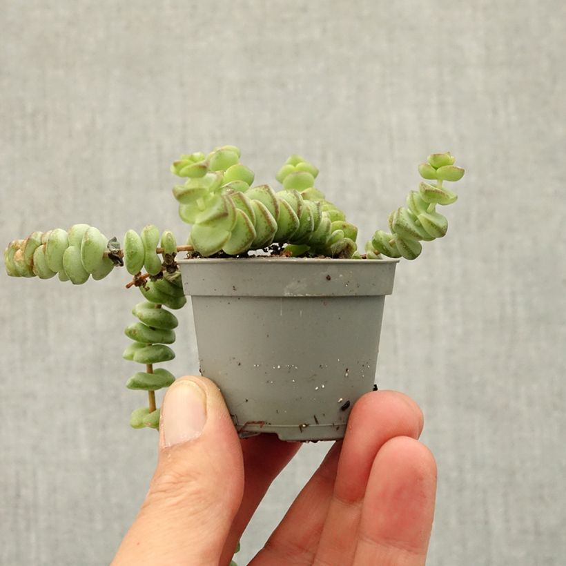 Exemplaar van Crassula rupestris subsp. marnieriana Mini-kamerplanten zoals geleverd in de lente