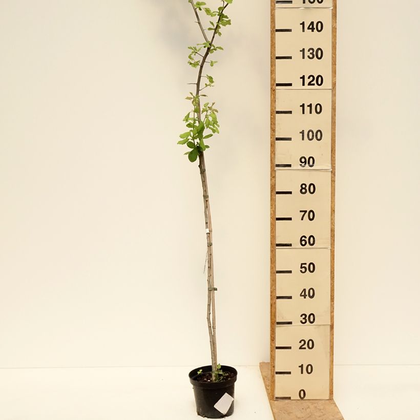 Exemplaar van Crataegomespilus dardarii Jules d'Asnière - Bronvaux mispel Pot van 3 l/4 l, Stengel zoals geleverd in de lente