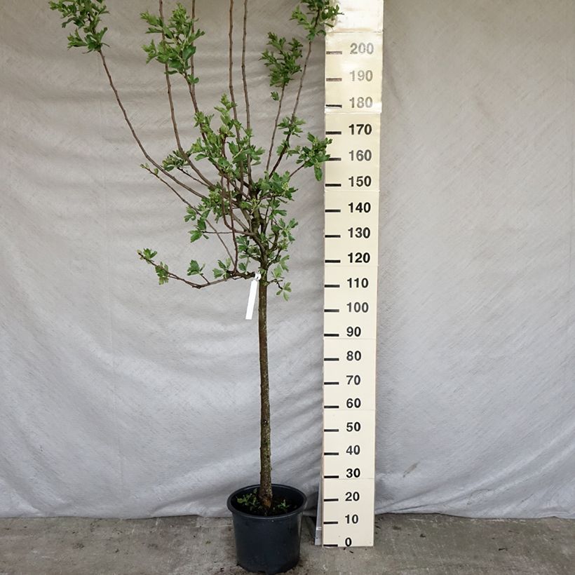 Exemplaar van Crataegus azarolus - Azarooldoorn Pot van 12 l/15 l, Half-hoge stam zoals geleverd in de lente
