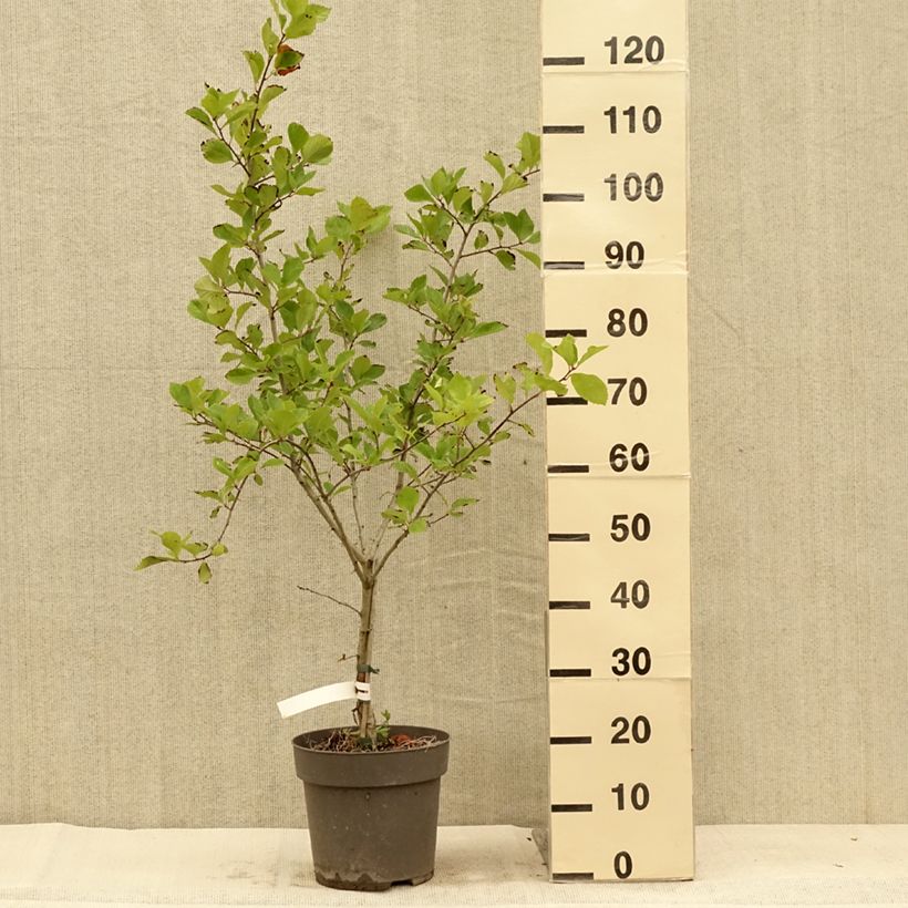 Exemplaar van Crataegus crus-galli - Meidoorn Pot van 6 l/7 l zoals geleverd in de zomer