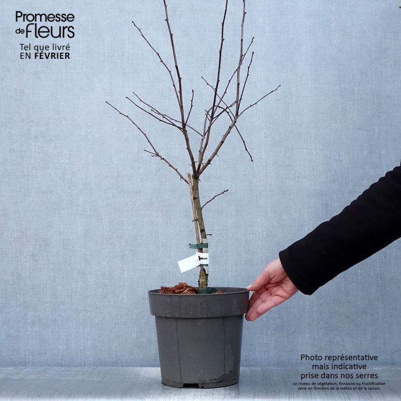 Example of Crataegus crus-galli - Meidoorn Pot van 6 l/7 l as you get in hiver