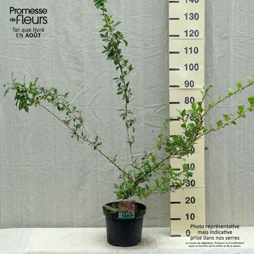 Exemplaar van Crataegus grignonensis - Meidoorn Pot van 7,5 l/10 l zoals geleverd in de zomer