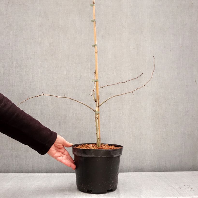 Exemplaar van Crataegus laevigata Masekii - Tweestijlige meidoorn Pot van 4 l/5 l, Struik zoals geleverd in de winter