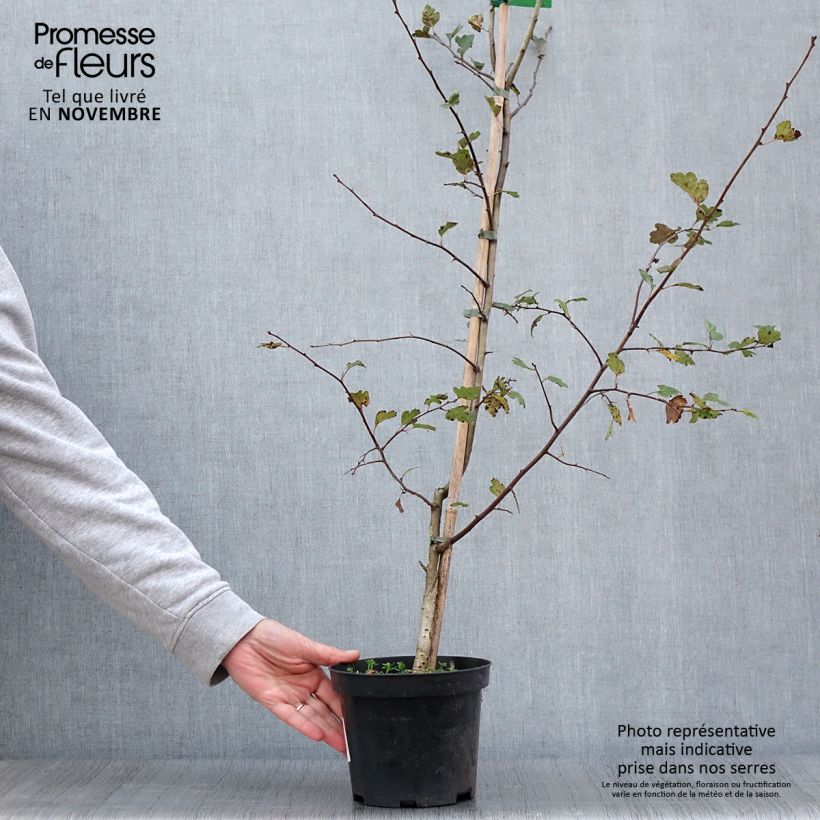 Example of Crataegus laevigata Mutabilis Ravnholdt - Aubépine lisse Pot van 4 l/5 l as you get in automne