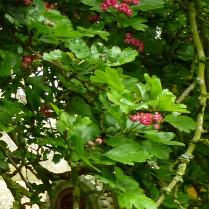 Crataegus laevigata Paul's Scarlet - Tweestijlige meidoorn (Foliage)