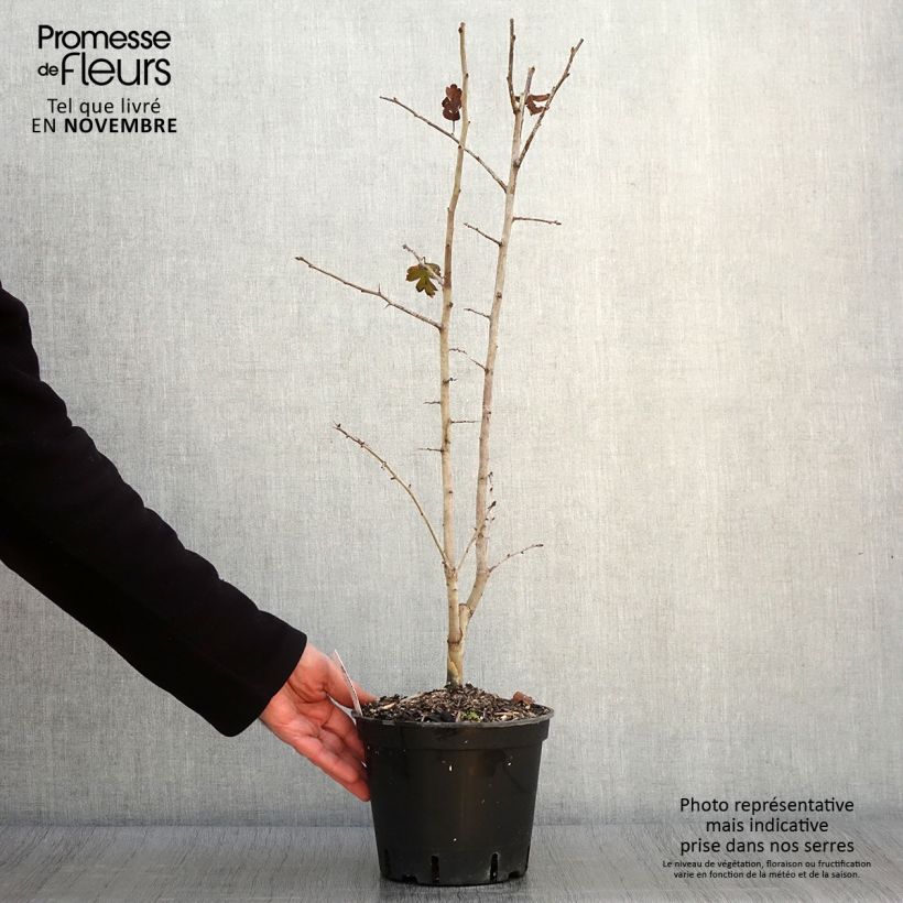 Exemplaar van Crataegus laevigata Rosea Flore Pleno - Aubépine Pot de 3L/4L zoals geleverd in de herfst