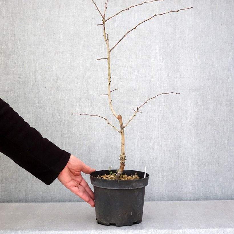 Exemplaar van Crataegus laevigata Rosea Flore Pleno - Rode meidoorn Pot van 3 l/4 l zoals geleverd in de lente