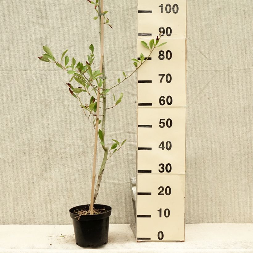 Exemplaar van Crataegus lavallei Carrierei - Bastaard hanespoordoorn Pot van 3 l/4 l zoals geleverd in de zomer