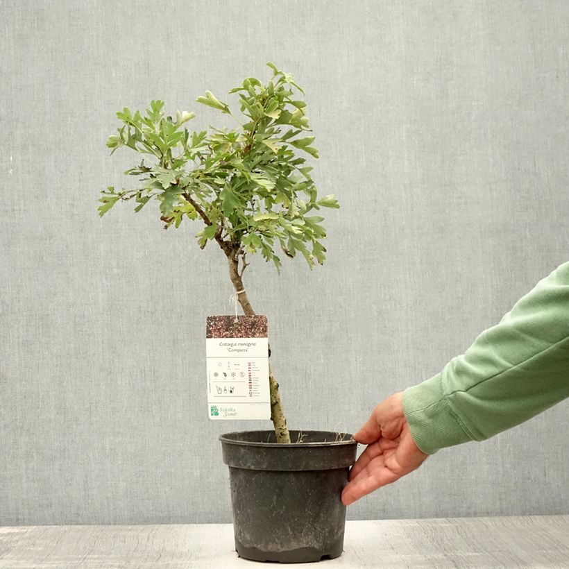 Exemplaar van Crataegus monogyna Compacta - Eenstijlige meidoorn Pot van 3 l/4 l zoals geleverd in de zomer