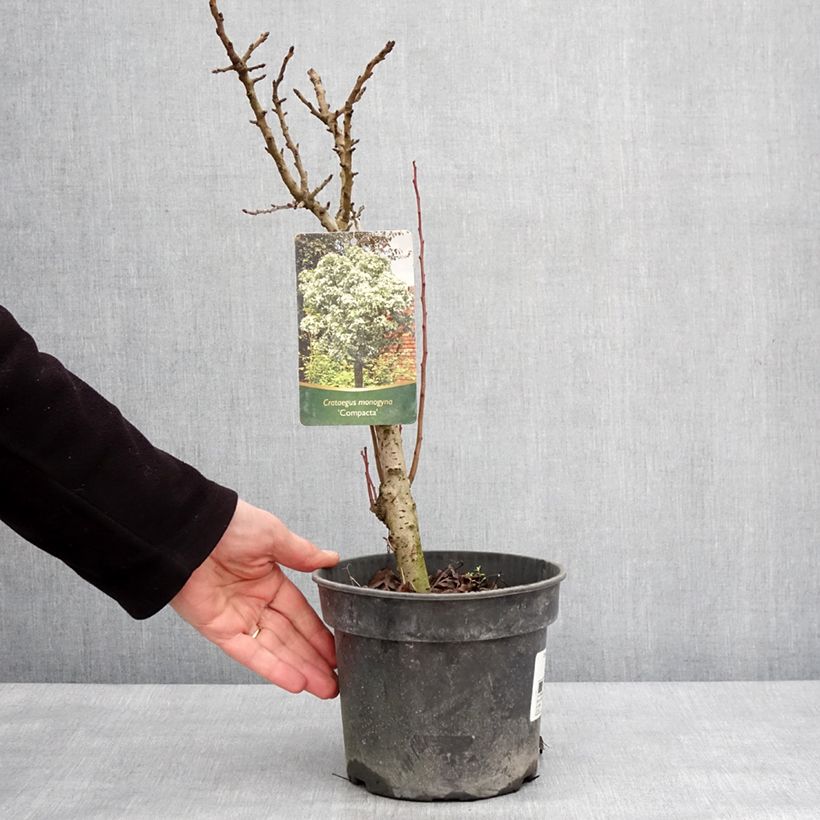 Example of Crataegus monogyna Compacta - Eenstijlige meidoorn Pot van 3 l/4 l as you get in hiver