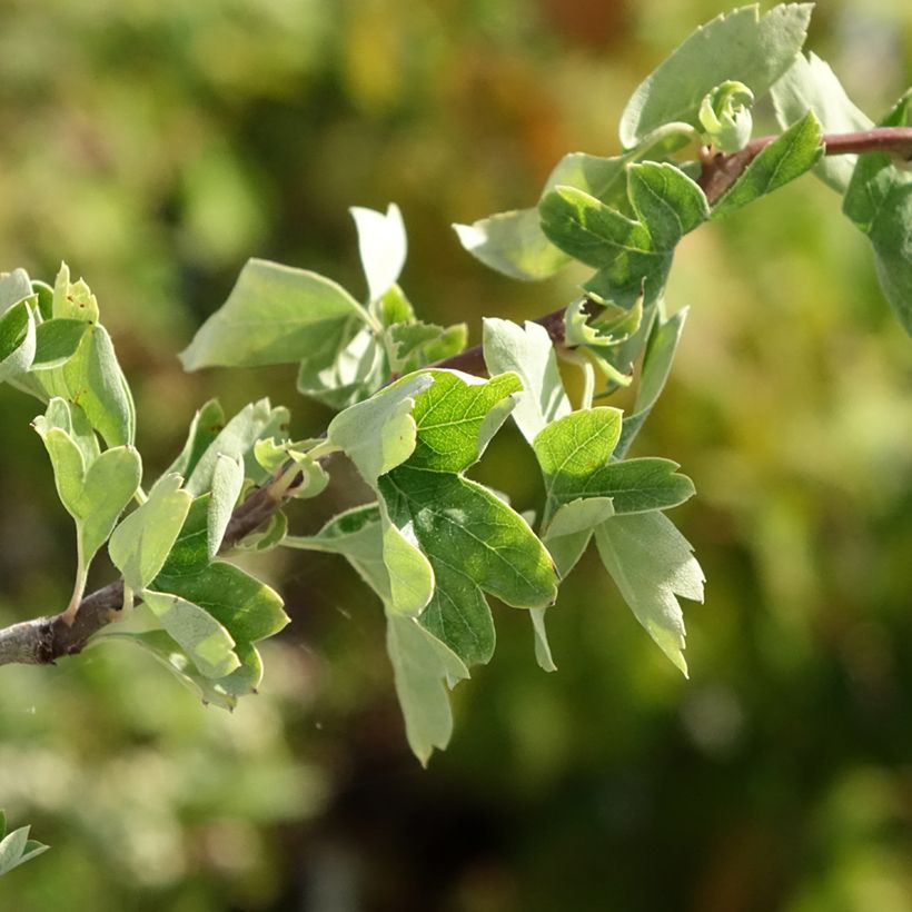 Crataegus monogyna Flexuosa - Eenstijlige meidoorn (Blad)