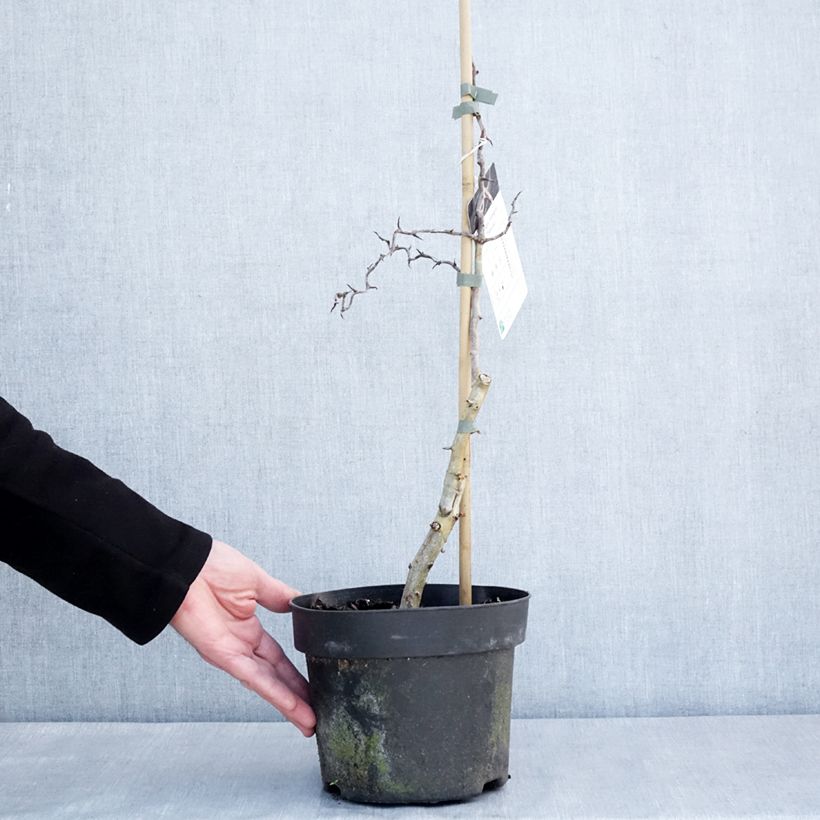 Example of Crataegus monogyna Flexuosa - Eenstijlige meidoorn Pot van 3 l/4 l as you get in hiver
