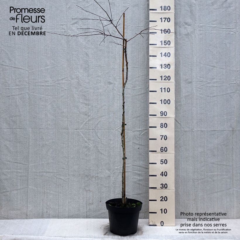 Example of Crataegus x media (x laevigata) Gireoudii - Aubépine hybride Inhoud 7,5 l / 10 l as you get in hiver