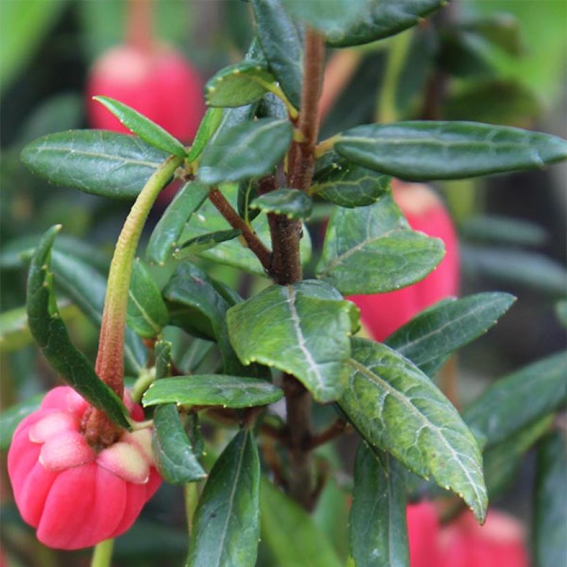 Crinodendron hookerianum - Chileense lantaarnboom (Foliage)