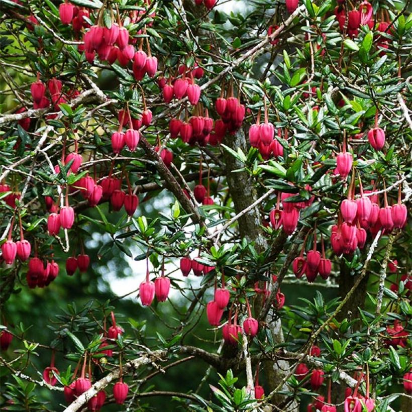 Crinodendron hookerianum - Chileense lantaarnboom (Plant habit)