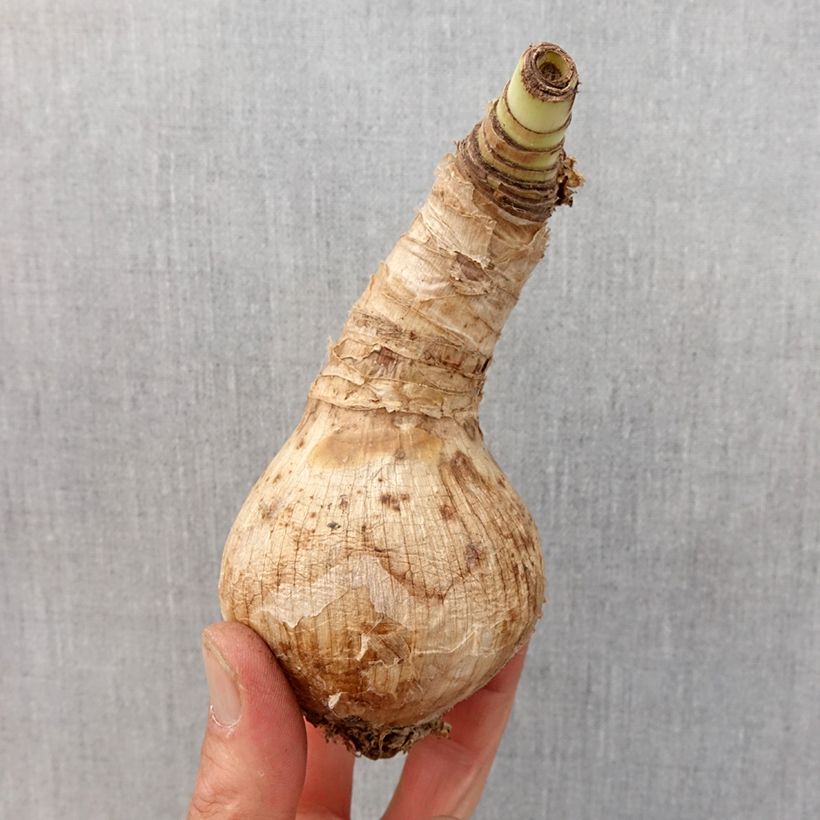 Example of Crinum Ellen Bosanquet  Bol size 24+ as you get in printemps