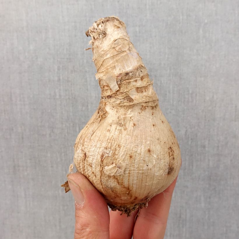 Exemplaar van Crinum moorei - Natallelie Bol kaliber 24+ zoals geleverd in de lente