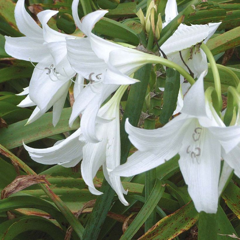 Crinum powellii Wit - Haaklelie (Flowering)