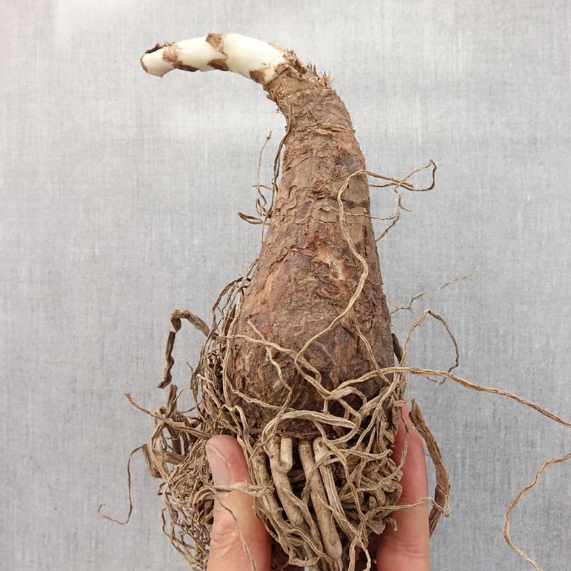 Example of Crinum Powellii Rosea - Crinole de Powell Rose Bol size 24+ as you get in printemps