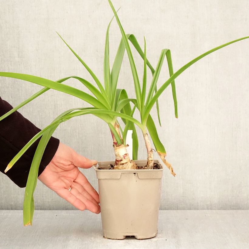 Exemplaar van Crinum powellii Rosea - Haaklelie roze Pot van 2 l/3 l kaliber 24+ zoals geleverd in de lente