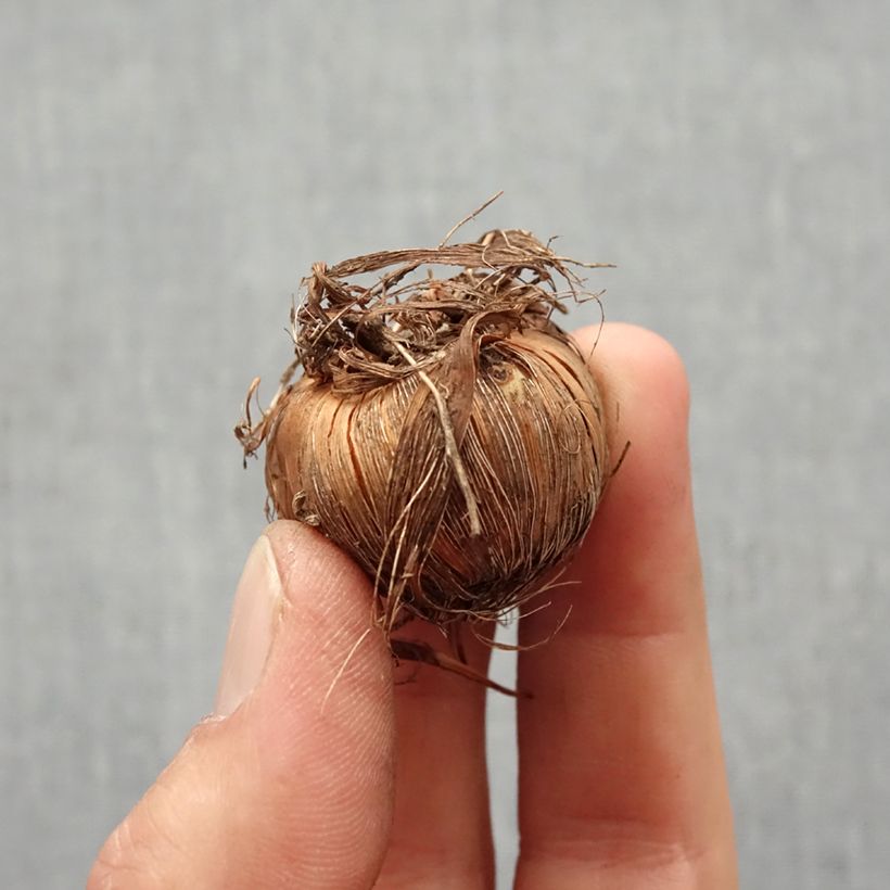 Exemplaar van Crocosmia crocosmiiflora Buttercup - Montbretia Bol kaliber 7+ zoals geleverd in de lente