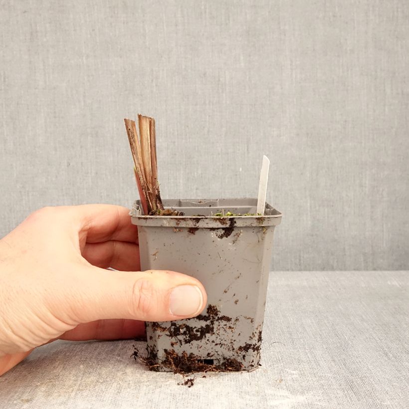 Exemplaar van Crocosmia crocosmiiflora Emberglow - Montbretia Kweekpotje van 8/9 cm kaliber 8+ zoals geleverd in de winter