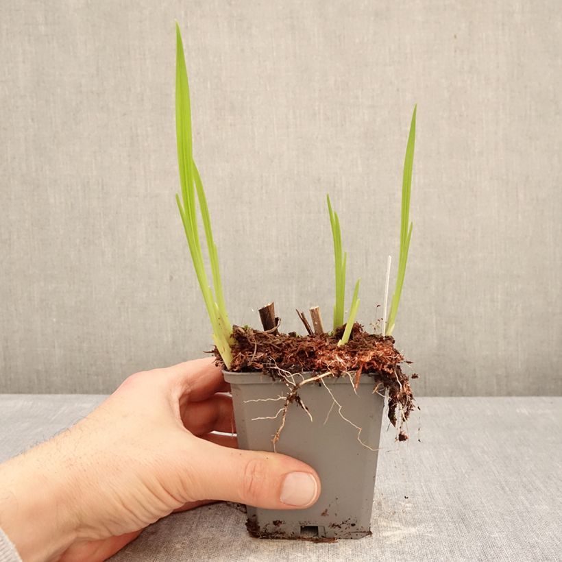 Exemplaar van Crocosmia crocosmiiflora Norwich Canary - Montbretia Kweekpotje van 8/9 cm kaliber 7+ zoals geleverd in de winter