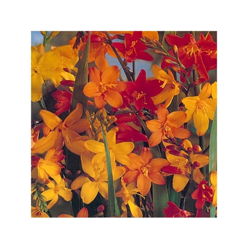 Crocosmia crocosmiiflora Mix Giant - Montbretia (Flowering)