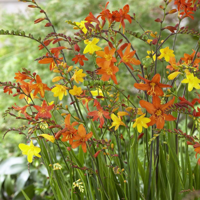 Crocosmia crocosmiiflora Mix (zaad) - Montbretia (Flowering)