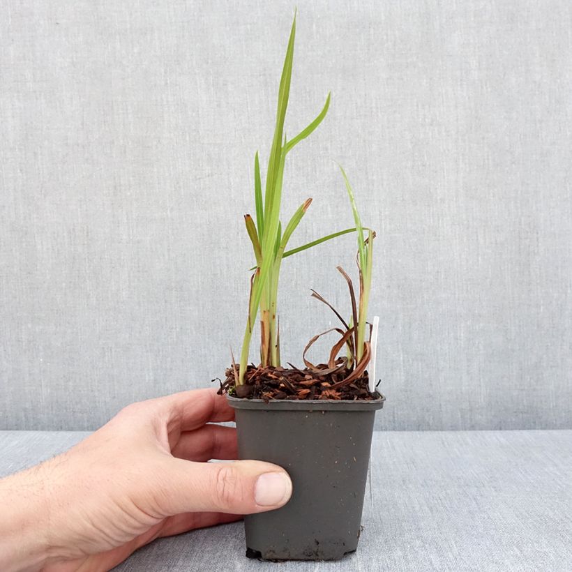 Exemplaar van Crocosmia Saracen - Montbretia Kweekpotje van 8/9 cm zoals geleverd in de lente
