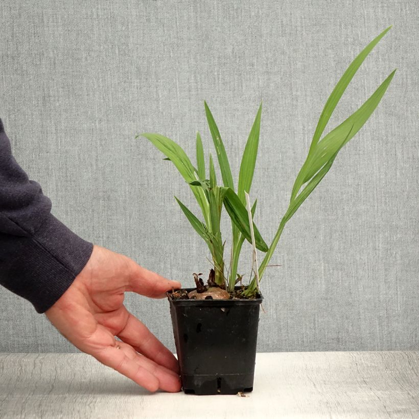 Exemplaar van Crocosmia Lucifer - Montbretia Kweekpotje van 8/9 cm zoals geleverd in de zomer