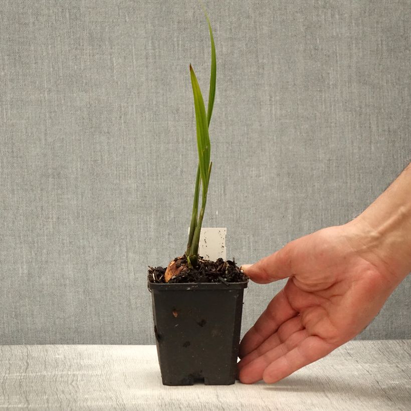 Exemplaar van Crocosmia Lucifer - Montbretia Kweekpotje van 8/9 cm zoals geleverd in de lente