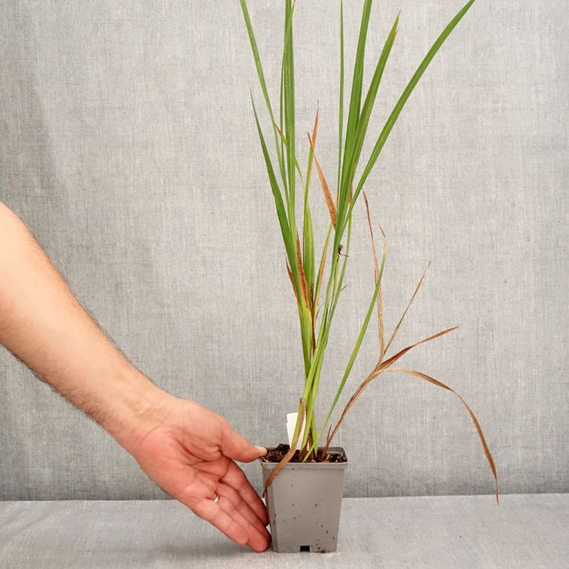 Exemplaar van Crocosmia masoniorum - Montbretia Kweekpotje van 8/9 cm kaliber 8/10 zoals geleverd in de herfst