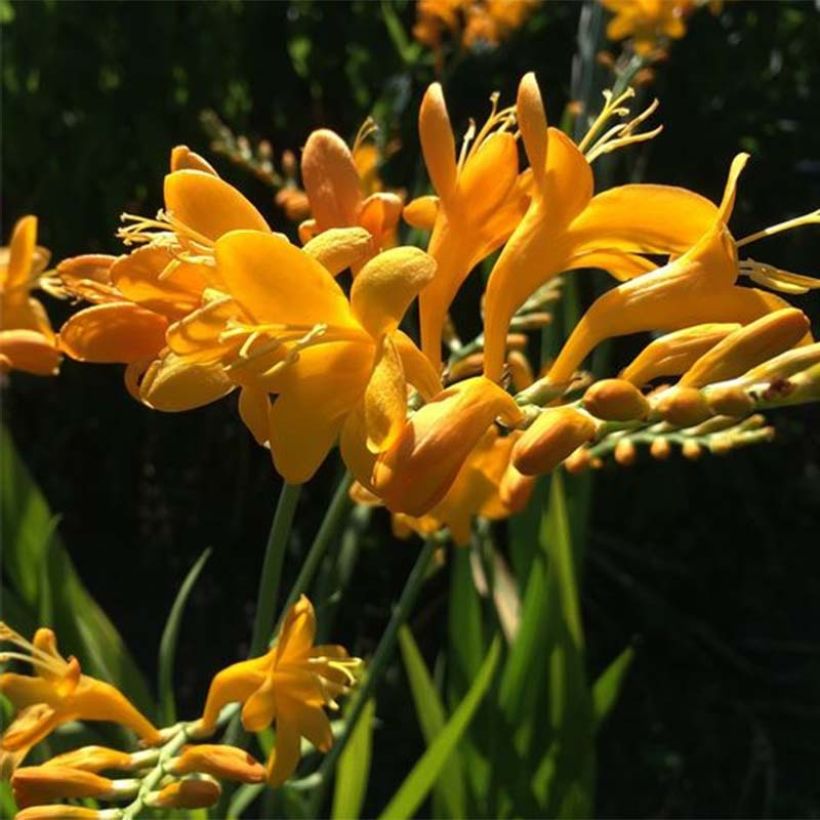 Crocosmia masoniorum Rowallone Yellow - Montbretia (Bloei)