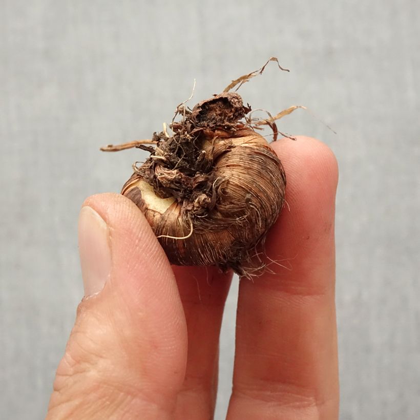 Exemplaar van Crocosmia masoniorum Rowallone Yellow - Montbretia Bol kaliber 8+ zoals geleverd in de lente