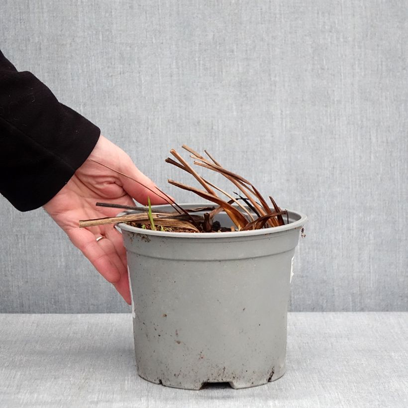 Example of Crocosmia ou montbretia Fire King Pot van 3 l/4 l size 6+ as you get in hiver