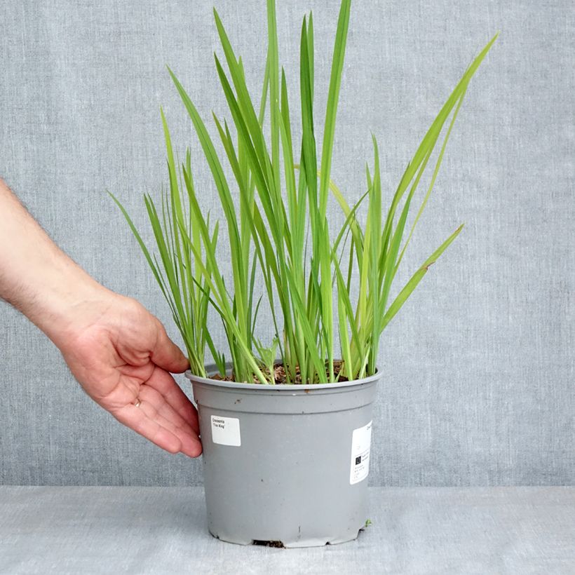 Exemplaar van Montbretia Fire King - Crocosmia Pot van 3 l/4 l kaliber 6+ zoals geleverd in de lente