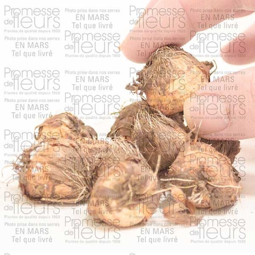 Voorbeeld van een exemplaar van Crocosmia ou montbretia Walberton yellow Bulbe calibre 8+ zoals geleverd