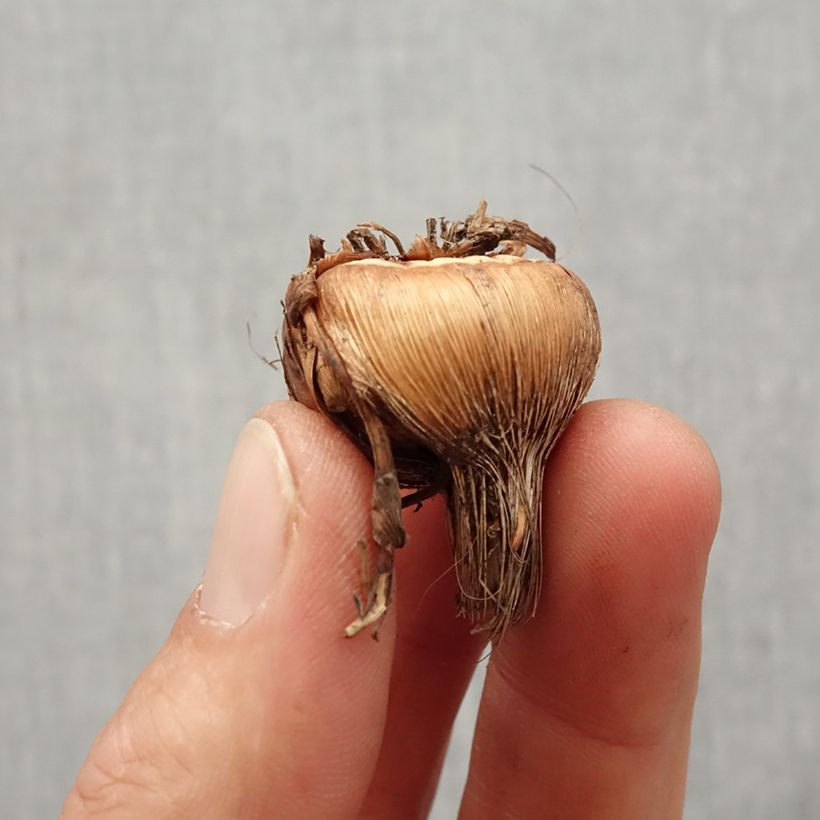 Exemplaar van Montbretia Walberton Yellow - Crocosmia Bol kaliber 8+ zoals geleverd in de lente