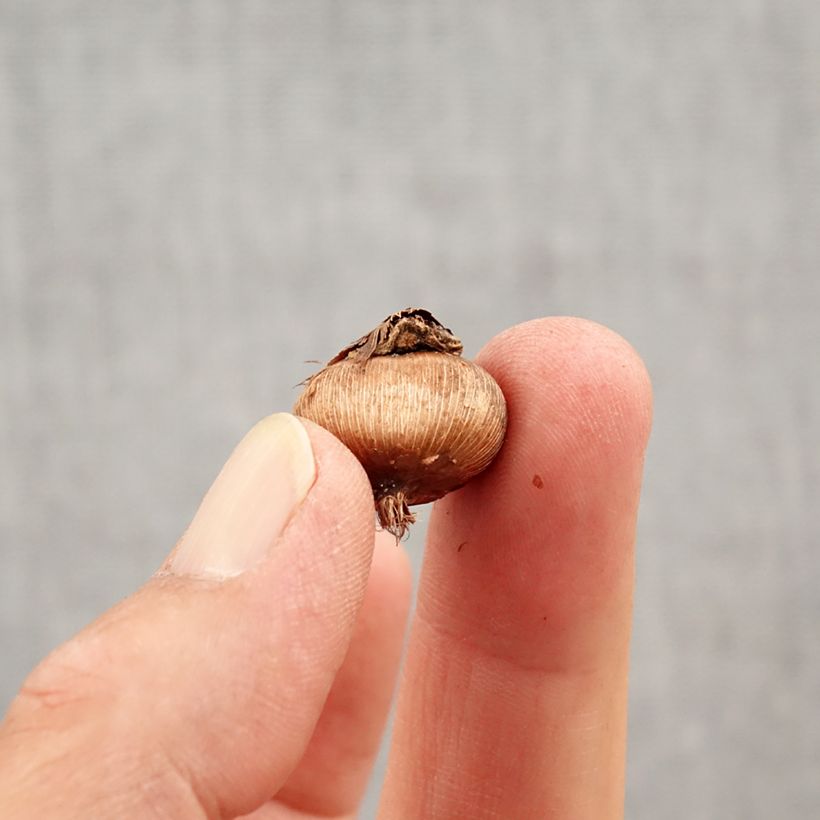 Exemplaar van Crocus angustifolius - Goudlakense krokus Bol kaliber 5+ zoals geleverd in de herfst